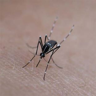 Lotta alle zanzare: trattamento straordinario contro zanzare adulte in alcune aree