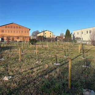 Alberi per i nuovi nati 2023 in via San Pietro e potatura in via Verdi